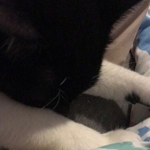 Meet your Posher, Melody